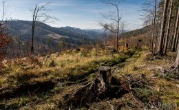 IMG_1181