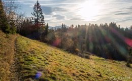 Leśny singiel/trail z Hali Cukiernicy na Zapolankę