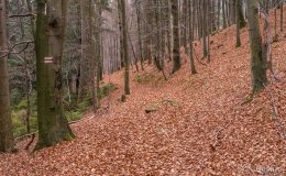 Czerwony szlak z Glinnego do Węgierskiej Górki (środkowy odcinek)