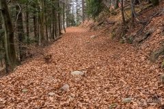 Czerwony szlak z Glinnego do Węgierskiej Górki (środkowy odcinek)