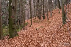 Czerwony szlak z Glinnego do Węgierskiej Górki (środkowy odcinek)