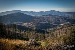 Na zielonym szlaku z Koszarawy na Mędralową