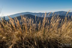 Na zielonym szlaku z Koszarawy na Mędralową