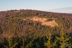 Jałowiec (z Czerwniawy Suchej)