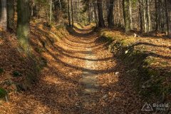 Leśna droga znad Oczkowa na Przełęcz Cisową