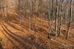 Leśna droga znad Oczkowa na Przełęcz Cisową