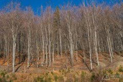 Leśna droga znad Oczkowa na Przełęcz Cisową