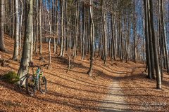 Leśna droga znad Oczkowa na Przełęcz Cisową