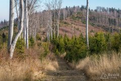 Na czerwonym szlaku na Kocierz