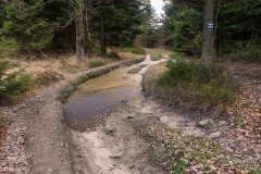 Na zielonym szlaku z Gibasów na Ścieszków Groń