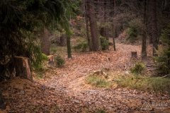 Leśny zjazd z Przykrzycy do Okrajnika