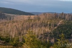 Widok z Glinnego na Halę Radziechowską