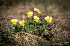 img_2394