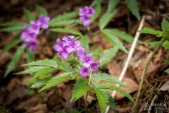 img_2448