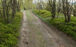 Zjazd z Porębskiego Gronia do szlaku na Przełęcz Targanicką