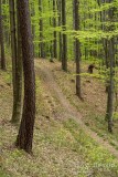 Zielony szlak z  Przełęczy Targanickiej na Przełęcz Kocierską