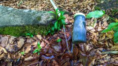 "Miętowe" źródełko przy szlaku narciarskim na Przełęcz Karkoszczonka