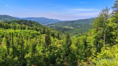 Czerwony szlak pomiędzy Przełęczą Karkoszczonka a Hyrcą