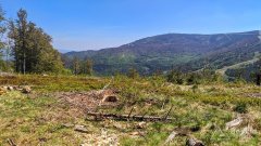 Na czerwonym szlaku pomiędzy Hyrcą na Przełęczą Salmopolską