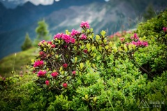 Dolomity_urlop_2020-03-16