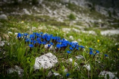 Dolomity_urlop_2020-06-05