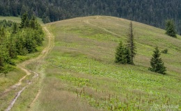 Przełęcz Pawlusia