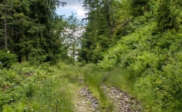 Stary szlak nordic walking, który łączy się z wyżej położoną główną stokówką