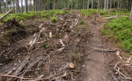 Górny odcinek niebieskiego szlaku ze Złatnej na Halę Lipowską - pozostałości po pracach leśnych (wiosna 2020)