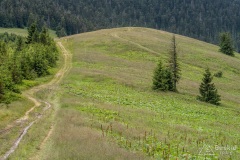 Przełęcz Pawlusia