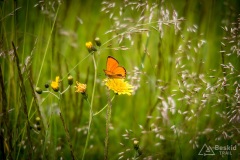 Motyl Czerwończyk nieparek