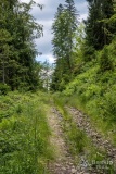 Stary szlak nordic walking, który łączy się z wyżej położoną główną stokówką