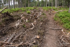 Górny odcinek niebieskiego szlaku ze Złatnej na Halę Lipowską - pozostałości po pracach leśnych (wiosna 2020)
