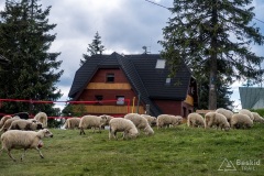 Stado owiec na Hali Rysianka