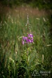 IMG_3185