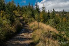 Na niebieskim szlaku na Halę Radziechowską