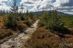 Na Magurce Radziechowskiej