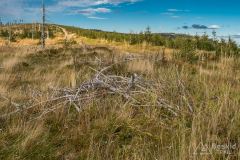 Na zielonym szlaku pomiędzy Malinowską Skałą a Skrzycznem