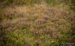 IMG_3937