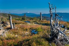 Czerwony szlak z Magurki Wiślańskiej w kierunki Magurki Radziechowskiej