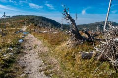 Czerwony szlak z Magurki Wiślańskiej w kierunki Magurki Radziechowskiej