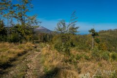 Zielony szlak z Magurki Radziechowskiej do Lipowej-Ostre (środek)
