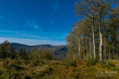 Zielony szlak z Magurki Radziechowskiej do Lipowej-Ostre (środek)