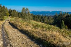 Zielony szlak z Magurki Radziechowskiej do Lipowej-Ostre (środek)