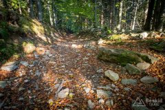 Zielony szlak z Magurki Radziechowskiej do Lipowej-Ostre (końcówka)