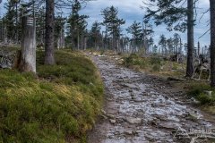 Na czerwonym szlaku z Przysłopu na Baranią Górę