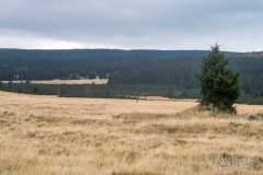 IMG_4294
