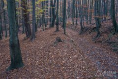 Na szlaku z Jaworzyny do Oczkowa