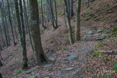 Na zielonym szlaku z Lipowskiej na Halę Boraczą