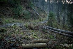Na zielonym szlaku z Lipowskiej na Halę Boraczą