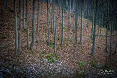 Niebieski szlak z Lachowych Młaków do Bystrej